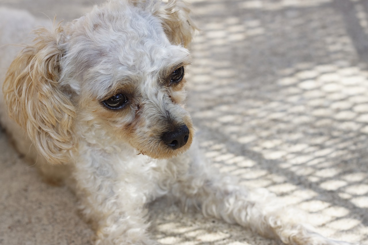 Cane Depresso Sintomi Cause Pi Comuni E Cosa Fare