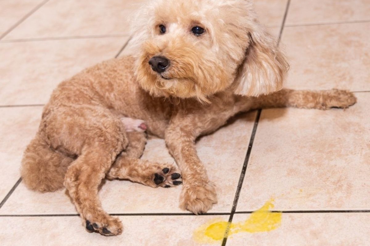 Cane Vomita Giallo Cause Cosa Fare E Come Intervenire