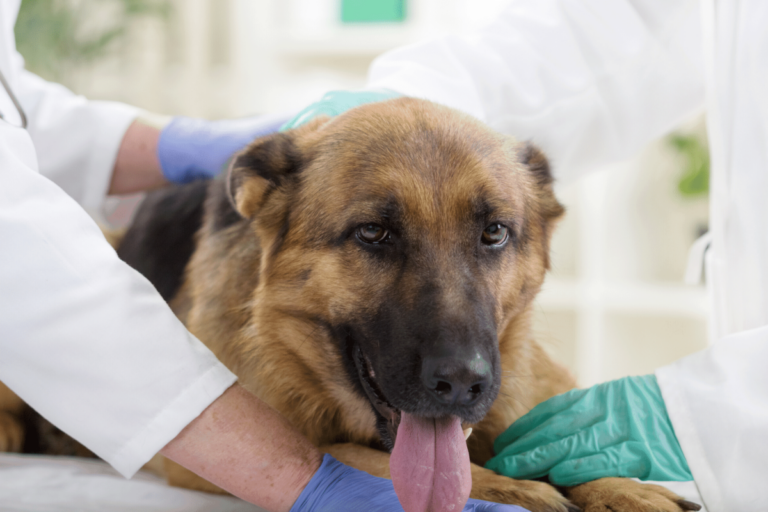 Cane Vomita Giallo Cause Cosa Fare E Come Intervenire