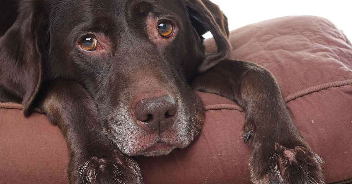 Artrosi del cane tutto quello che cè da sapere