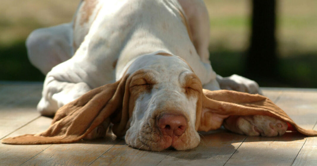 Calcoli Renali Nel Cane Cause Sintomi Cure