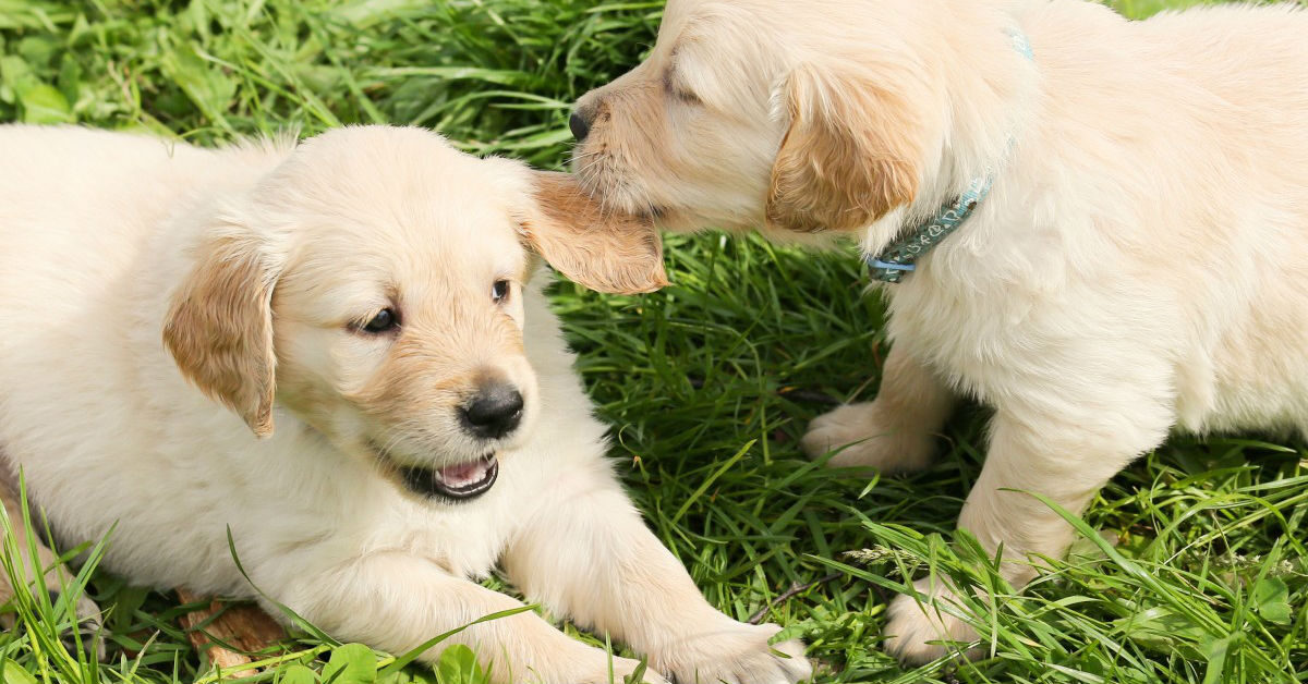 Perché i cani si annusano il sedere