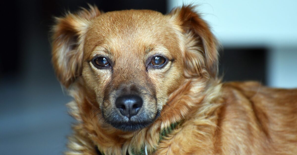 Tigna Nel Cane Sintomi Cause Conseguenze Terapie