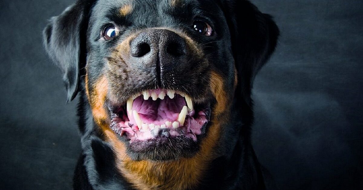 Il Tuo Cane Un Bullo Come Puoi Capirlo E Intervenire