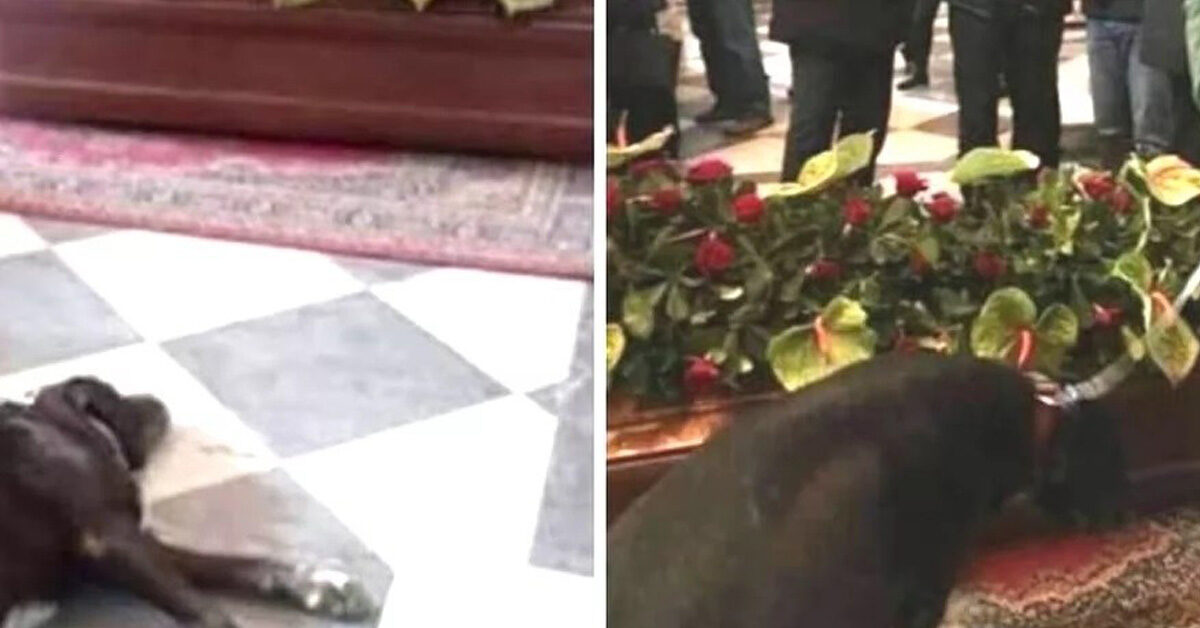 Nerone Il Cane Che A Messina Non Voleva Lasciare Il Proprietario Defunto