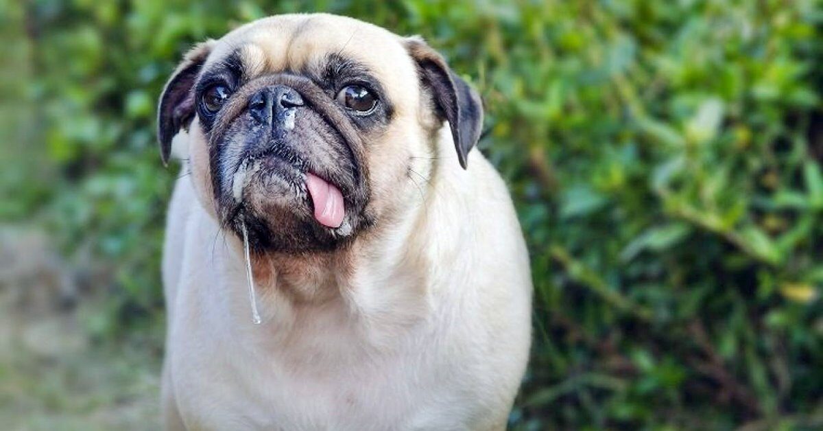 Perch Il Cane Ha Il Naso Che Cola Cosa Significa