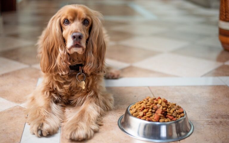 Alimentazione Cane In Inverno Cibi Consigliati Cosa Fare E Cosa No