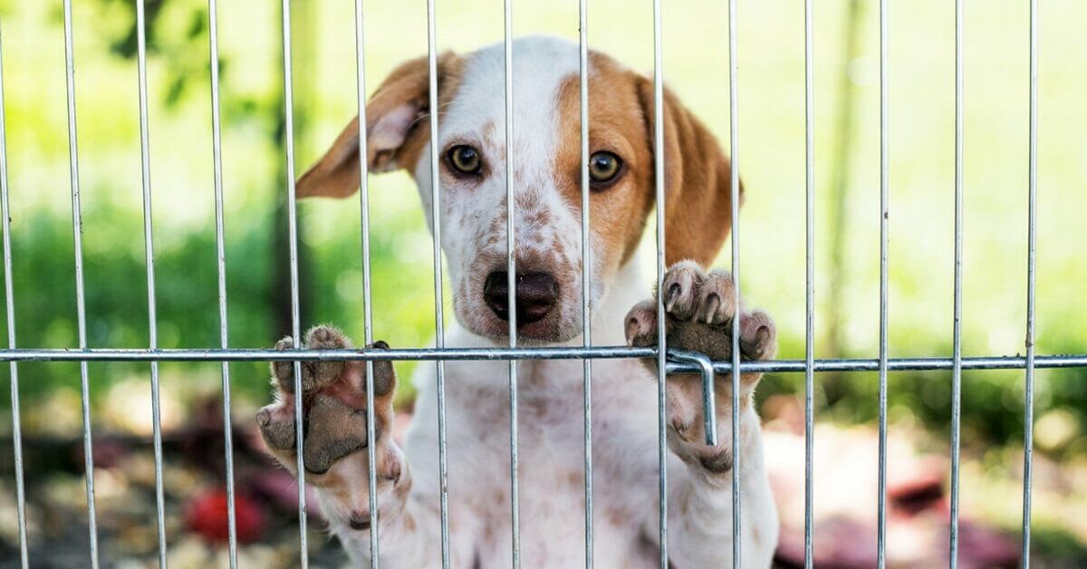 Dove Adottare Un Cane In Sardegna La Guida Completa