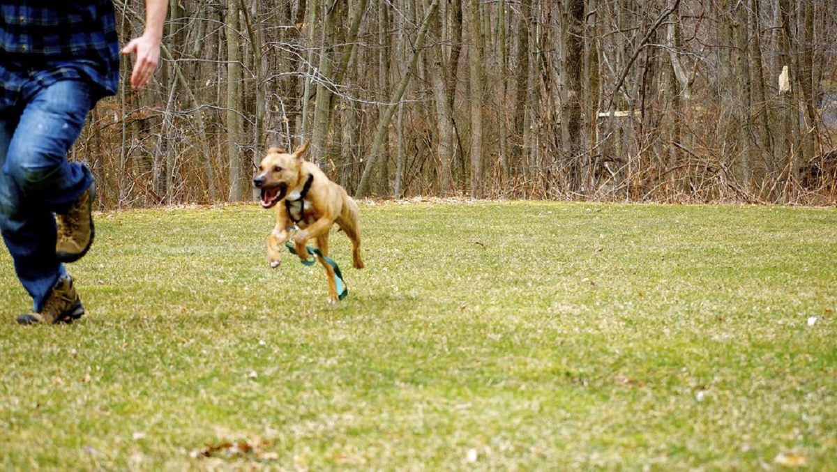 Rendere Il Giardino Sicuro Per Il Cane 6 Cose Importanti Da Fare