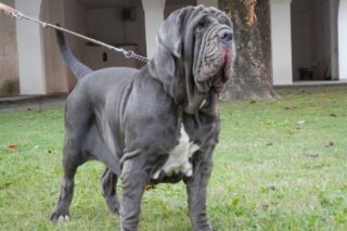 Mastino Napoletano Dal Carattere Alle Cure Tutto Ci Che C Da