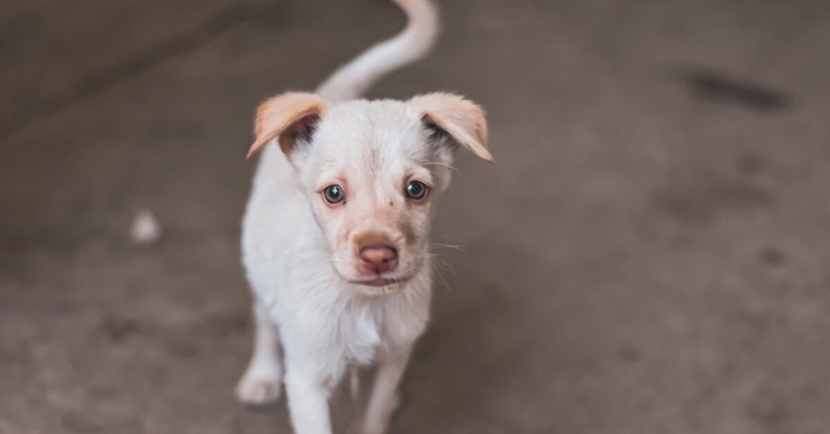 Allontanare Il Cucciolo Di Cane Dai Cani Randagi Tutti I Modi