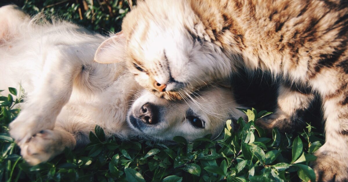 Allontanare Il Cucciolo Di Cane Dai Gatti Randagi Tutti I Modi