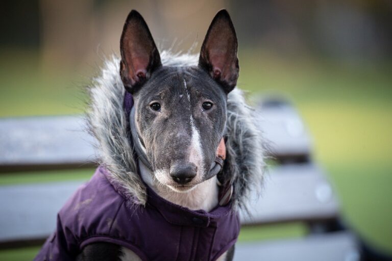 Bull Terrier Carattere A Chi Adatto Cure E Cosa Sapere Su Questa Razza