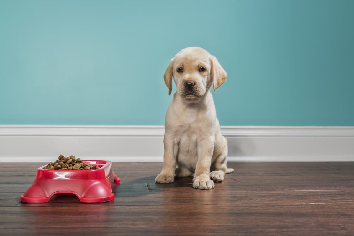 Cucciolo Di Cane Mangia Cibo Per Cani Adulti Per Sbaglio Che Pu