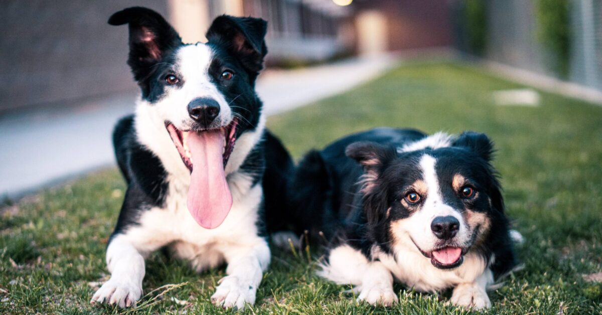 Le Migliori Crocchette Per Cani In Assoluto Classifica E Dettagli