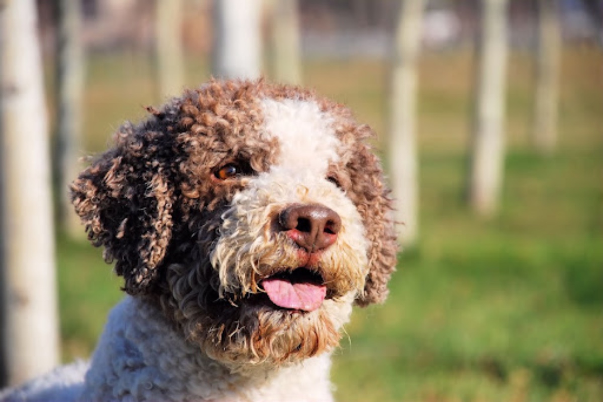 Lagotto Romagnolo carattere cure curiosità e consigli su questa razza