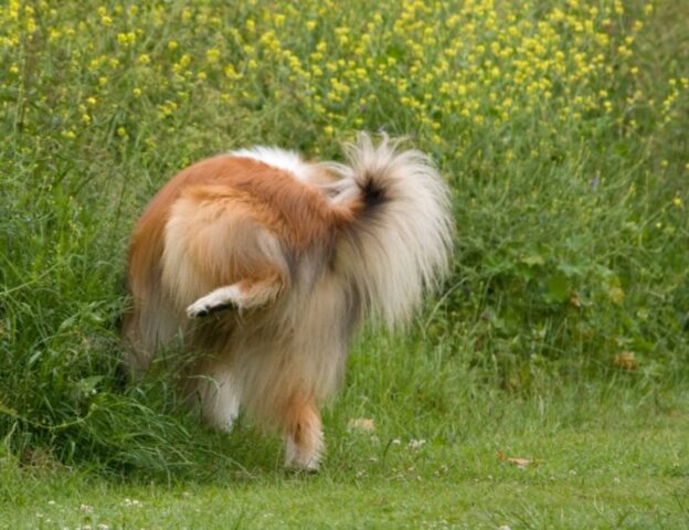 Posizioni In Cui Il Cane Fa La Pip E Il Loro Significato