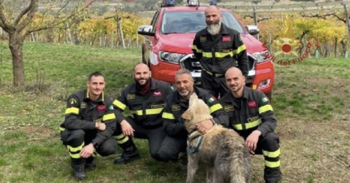 Verona I Pompieri Salvano Puffo Un Golden Retriever Caduto In Una