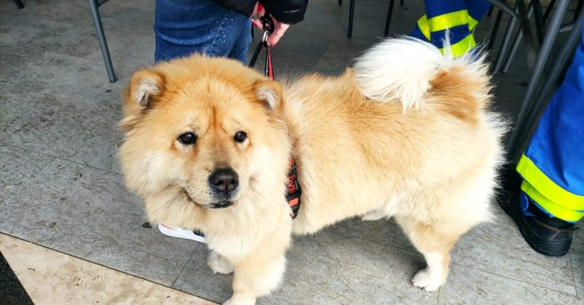 Cuccioli Di Cane Randagi Meritano Una Casa Per La Vita L Iniziativa