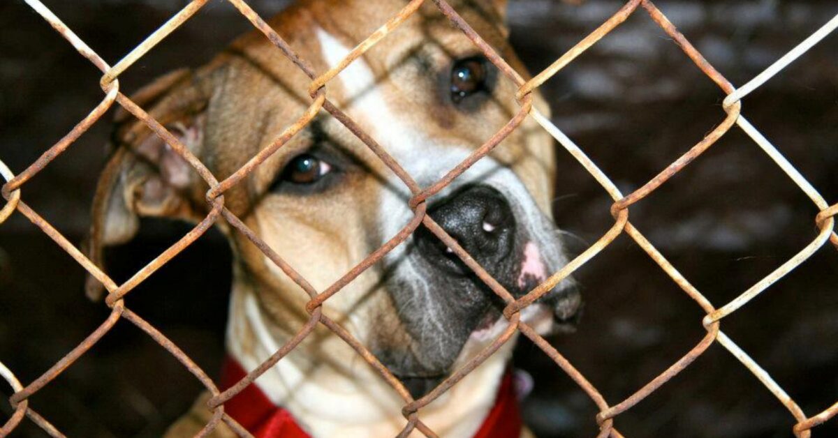 Max Il Cane Che Aspetta Di Essere Adottato Da Anni