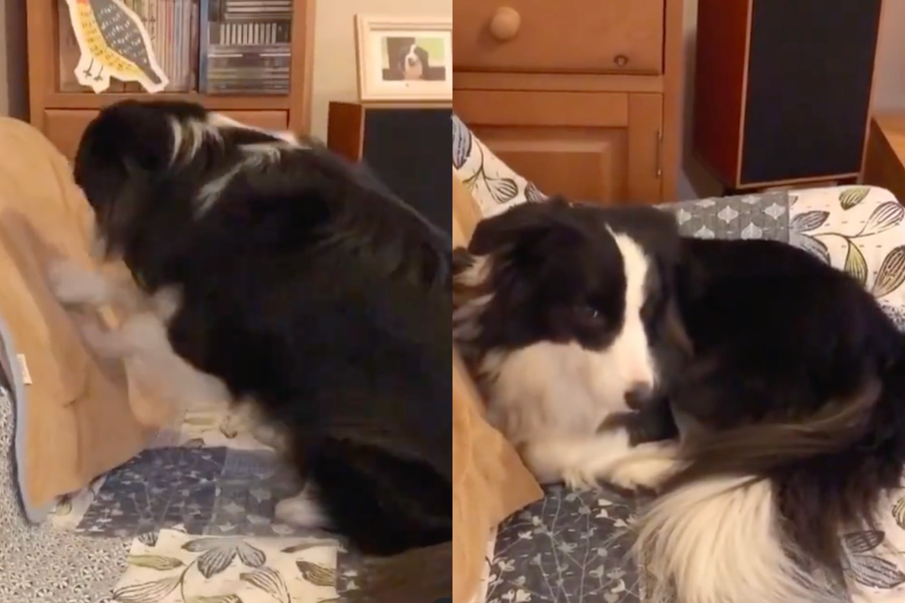 Il Cane Border Collie Prepara Il Letto Prima Di Andare A Nanna VIDEO