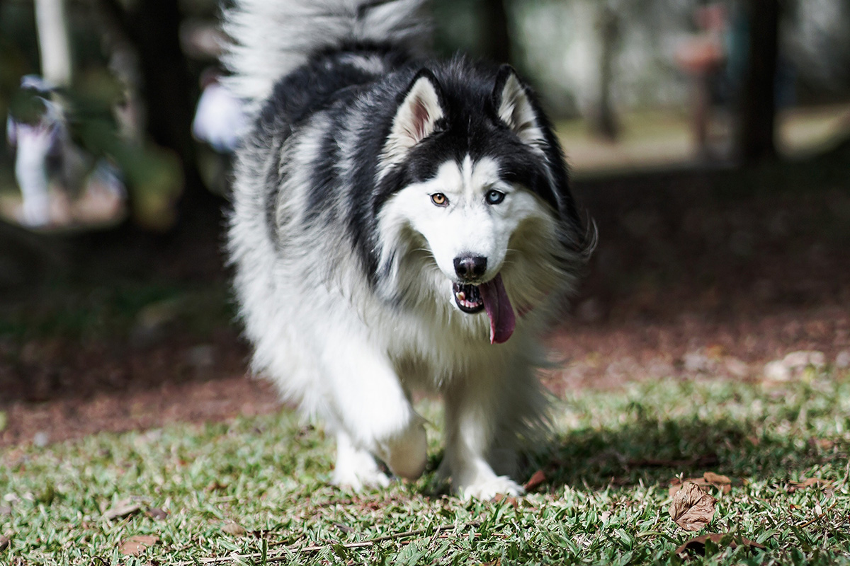 Alaskan Malamute Gigante Caratteristiche E Come Gestirlo