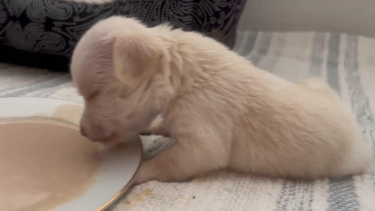 Cucciolo Senza Una Zampa Dalla Nascita Abbandonato Dalla Madre