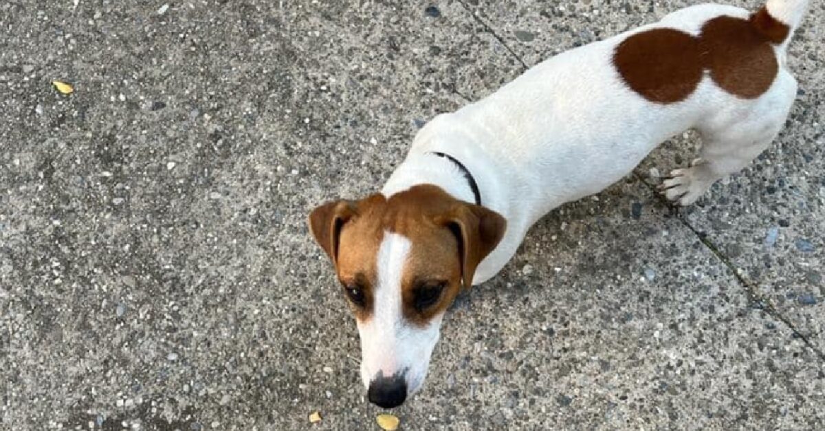 Spezzano Albanese Cagnolino Jack Russell Svanisce Nel Nulla Aiutiamo