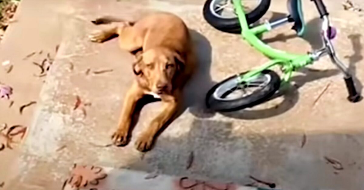 Un Cucciolo Randagio Si Presenta Davanti La Porta Di Una Donna E Chiede