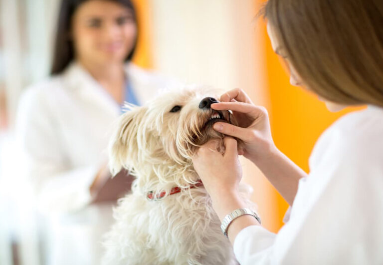 Gengive Bianche Nel Cane Possibili Cause E Rimedi