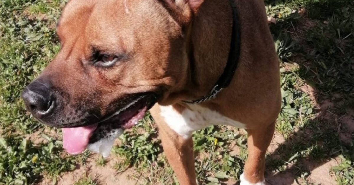 Cane Abbandonato Nella Casa Vuota Tyson Torna Dai Proprietari