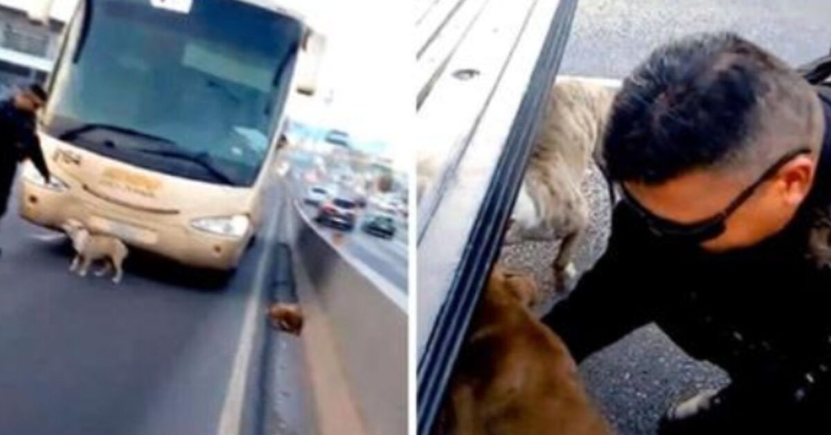 Abbracciati E Tremanti Questi Cani Stavano Per Morire Investiti Ma