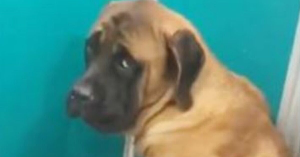 Questo Mastiff Terrorizzato Non Voleva Avere A Che Fare Con Nessuno