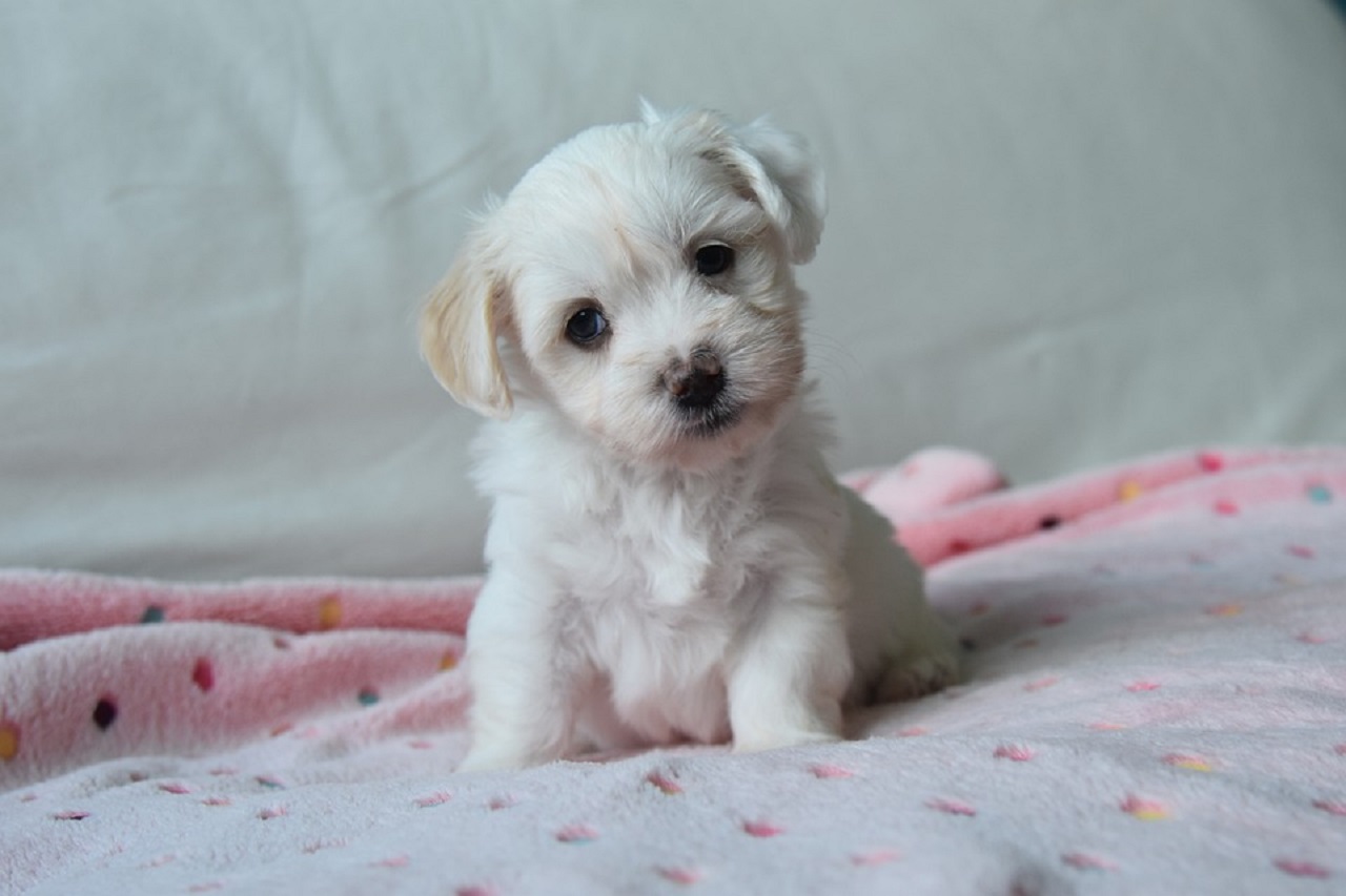 Come Togliere I Peli Del Cane Dal Bucato Con Questo Oggetto