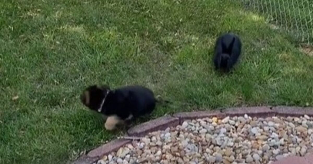 Il Primo Incontro Fra Il Cucciolo E Il Coniglietto Non Va Proprio Nel