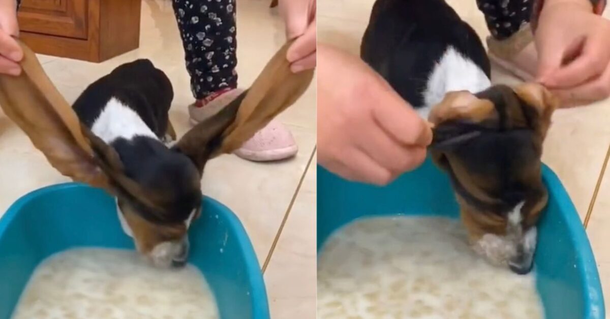 Le più lunghe che abbiate mai visto le orecchie di questo cane sono