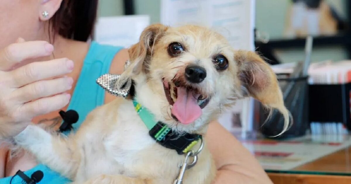 Cane Scomparso Da 3 Settimane Ritrova La Sua Famiglia