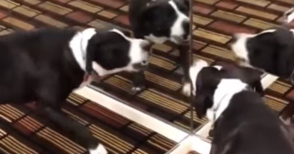 Uno O Cinque L Effetto Allo Specchio Lascia Di Stucco Il Cane VIDEO