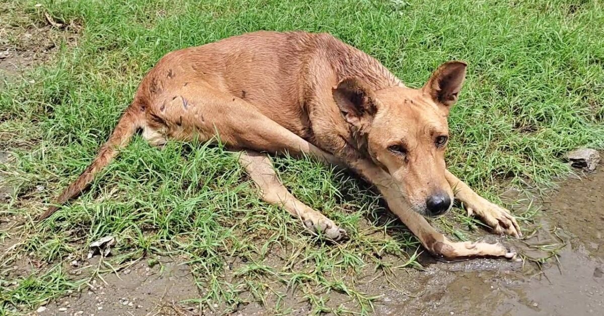 Cane Torna A Camminare Grazie All Amore Dei Volontari