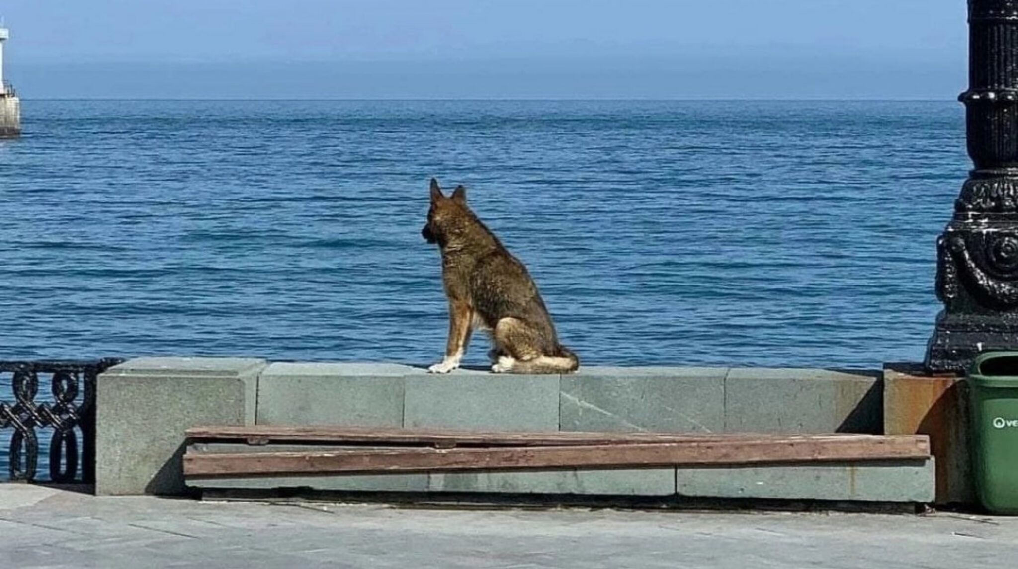 Ha Aspettato Per Dodici Anni Che Il Suo Padrone Tornasse Dal Mare Ora