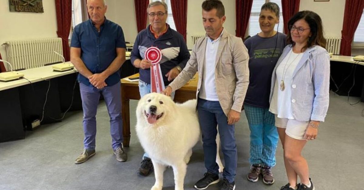 Eccolo è lui il cane più bello del mondo si chiama Cafaggio e vive in