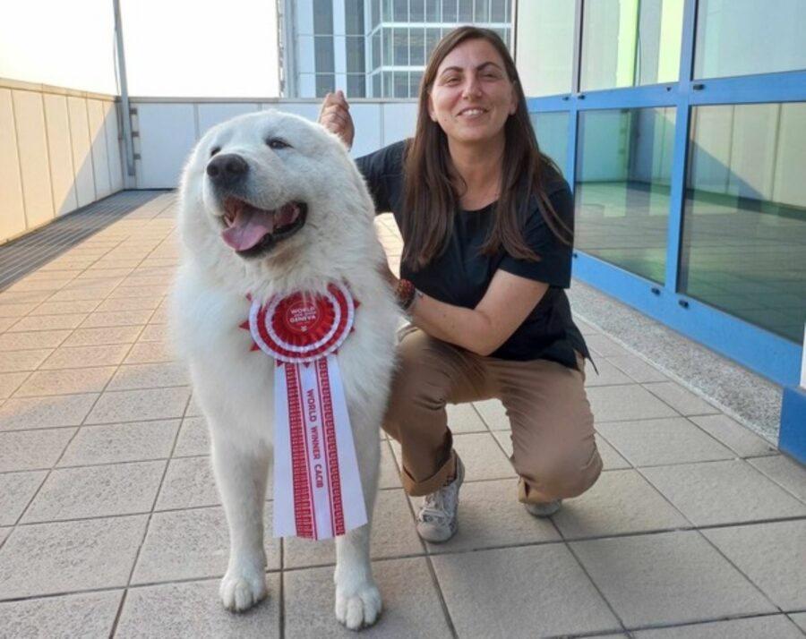 Eccolo Lui Il Cane Pi Bello Del Mondo Si Chiama Cafaggio E Vive In