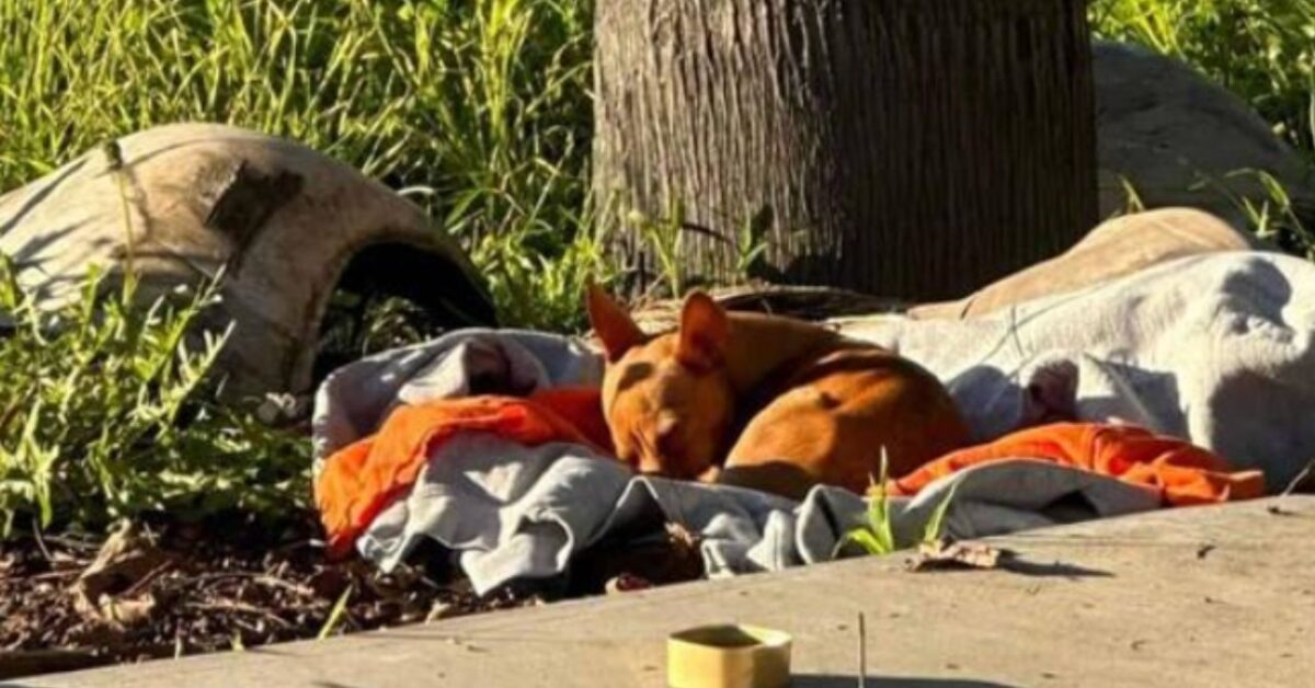 Il Piccolo Cucciolo Randagio Dorme In Un Cantiere Edile Sperando Che