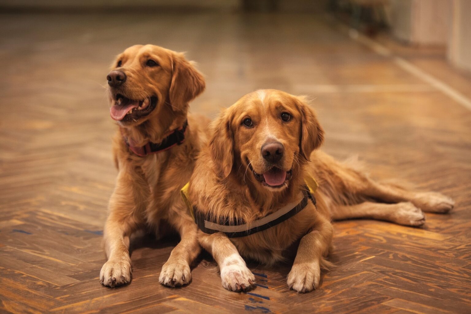 C è una nuova malattia infettiva che si sta diffondendo tra i cani ci