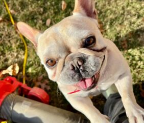 Cucciolo Di Cane Si Prende Cura Di Una Cerva Per Giorni