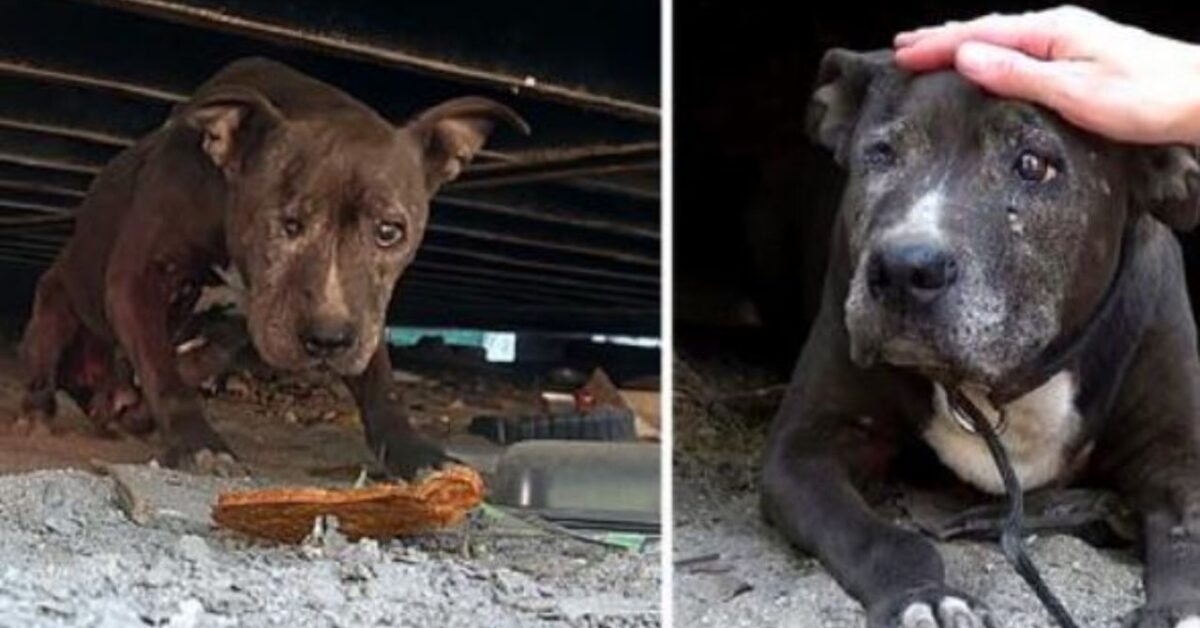 Lo Hanno Lasciato A Marcire Per Ben Nove Anni Questo Cane Ha Visto