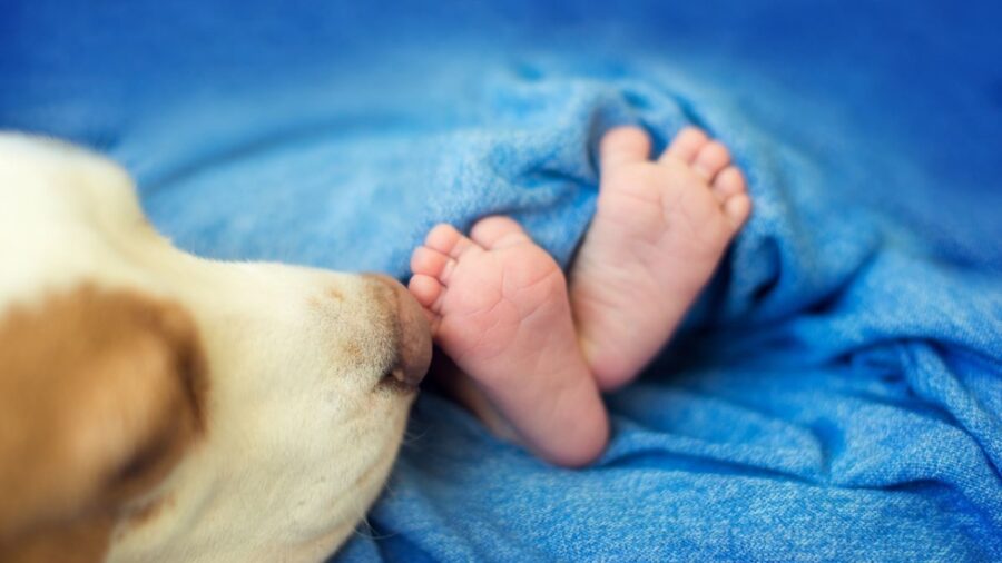 Grazie Al Cane Hanno Trovato Una Neonata Che Era Stata Abbandonata Al