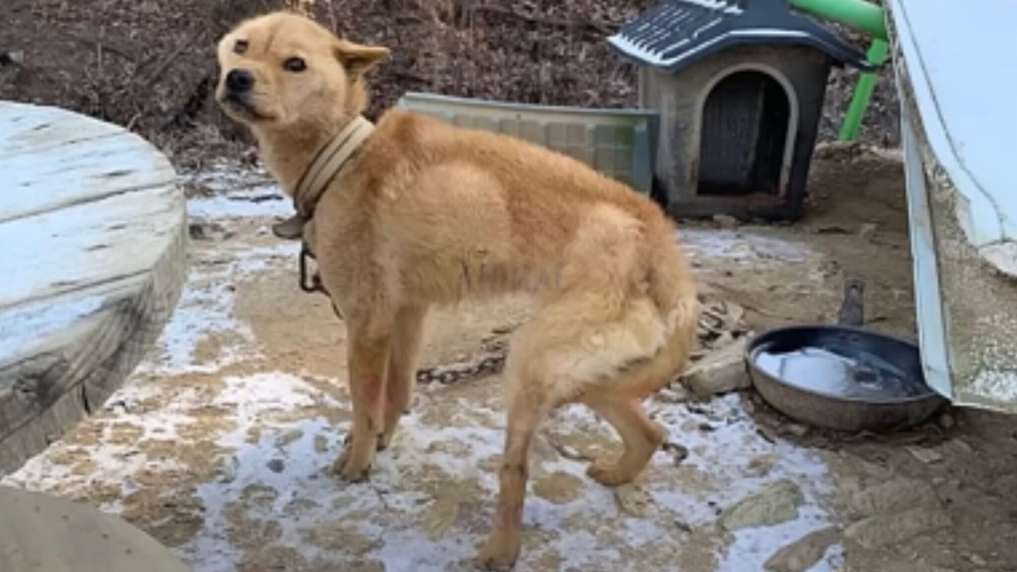 Cucciolo Di Cane Fa Amicizia Con Un Senzatetto Le Dolci Immagini