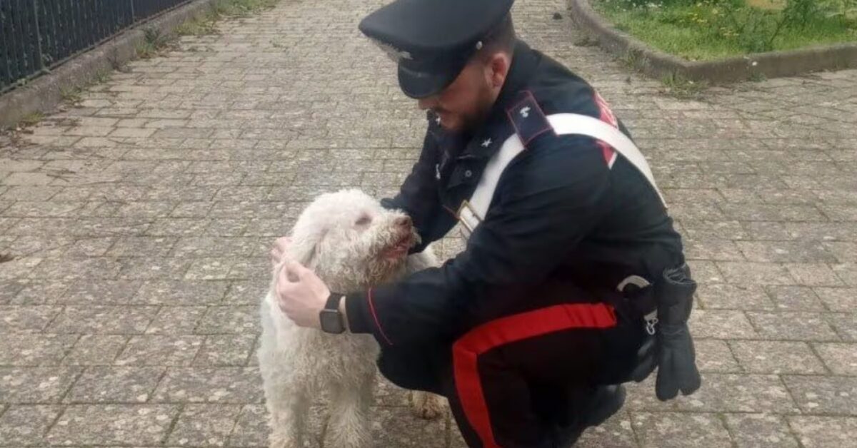 Lo hanno rubato alla vigilia di Natale ora il cane è tornato la