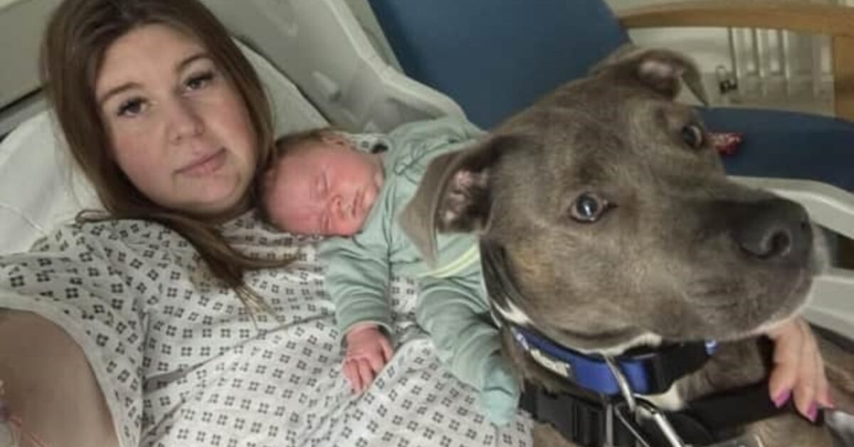 Un Amore Incondizionato Questo Pit Bull Ha Assistito Al Parto E Alla